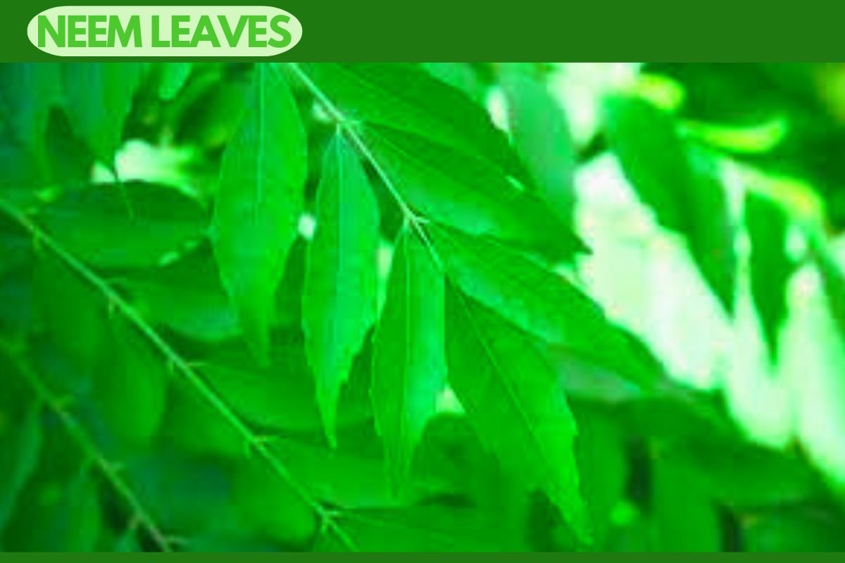 Neem uses in english